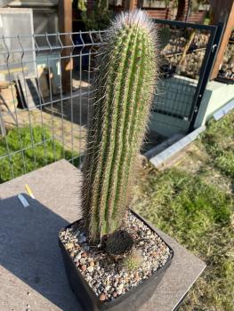 Thrixanthocereus blossfeldiorum